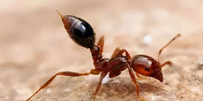 紅火蟻的潛伏之地